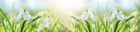 Blurred art banner spring flowering white in sunshine, Common Snowdrop flowers with Water Drops in...