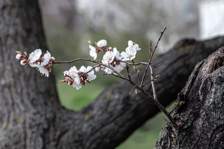 A branch of cherry blossoms grown on a dry black stem.