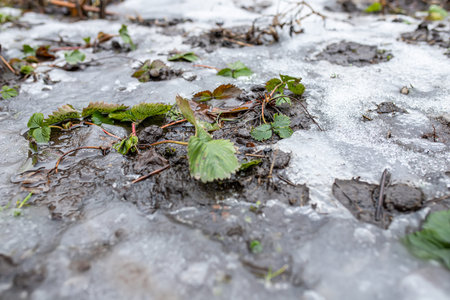 Strawberry leaves on the thawed patchformed after the snow melts in the spring. Preparing strawberry...