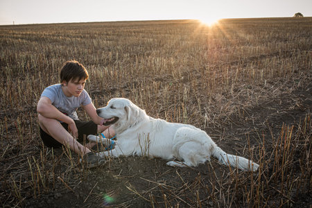 A boy with his friend a golden retriever sits in a field of mowed buckwheat at the end of summer at...