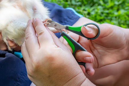 hands trimming claws of guinea pig with pet clippers. Haircut claws of guinea pig with claw cutter or special scissors for cutting clawsの写真素材