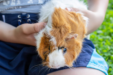 hands trimming claws of guinea pig with pet clippers. Haircut claws of guinea pig with claw cutter...