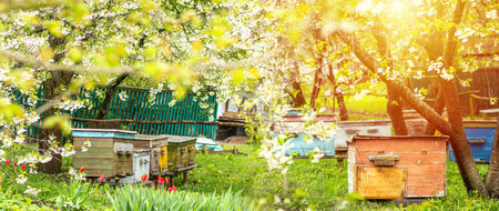 old wooden hives on apiary under flower blooming cherry tree. Hives bloom ingesday in spring. Honey...