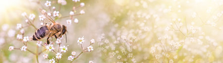 ladybug on a white small flower Gypsophila paniculata, baby's breath, common gypsophila, panicled baby's-breath on a summer field.の写真素材