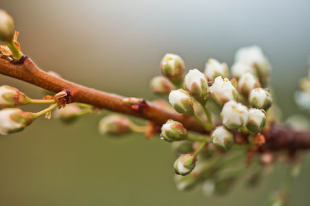 Flowers of Cherry plum or Myrobalan Prunus cerasifera blooming in spring on the branches.