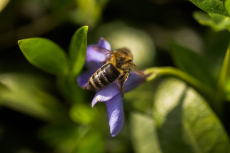 bee collects nectar from wilted blue flower Vinca, periwinkle