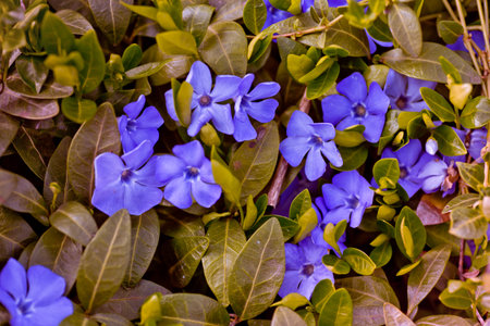 Vinca minor in the ground. Purple Vinca, periwinkle flower. Natural background with spring flower. Periwinkle after the rain close-up.の写真素材