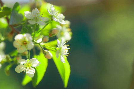 White with pink flowers of the cherry blossoms on a spring day in the park. copyspace. selective...