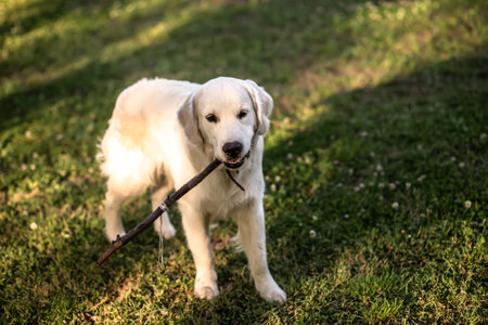 A large white Labrador retriever carries a stick in the summer on a lawn with a cloverの写真素材