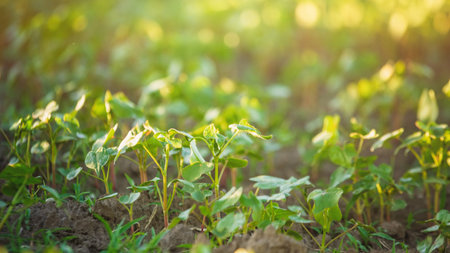 Growing buckwheat for beekeeping and porridge production. Buckwheat, Fagopyrum esculentum, Japanese...