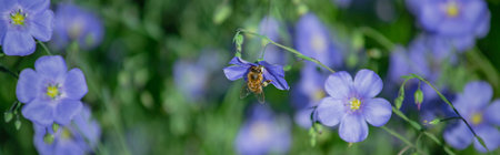 Honey bee collect nectar from Blue large flowers of garden Linum perenne, perennial flax, blue flax or lint against sun. Decorative flax in decor of garden plot. natural backgroundの写真素材