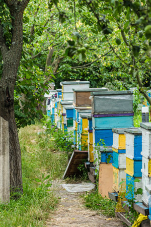 apiary with single-body beehives and multi-body beehives in the garden. Apiary on the plot, next to the house, in the yard with green grass. Private business in agribusiness.の写真素材