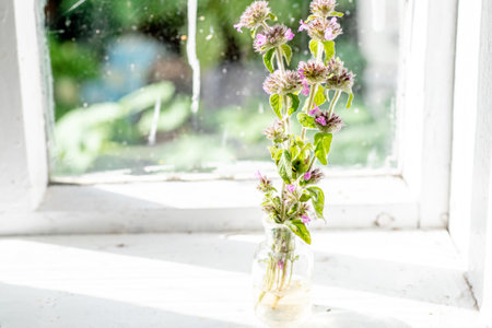 Clinopodium vulgare, wild basil on windowsill near old window. Collection of medicinal herbs by herbalist for preparation of elexirs and tinctures. Wild plantの写真素材