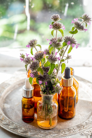 Flowers Wild basil , Clinopodium vulgare or Satureja vulgaris close-up near cosmetic bottles with a pipette and oils made from medicinal herbs.の写真素材