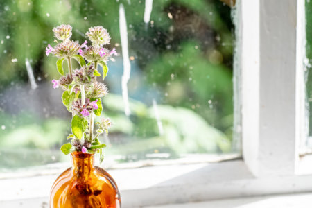 Clinopodium vulgare, wild basil on windowsill near old window. Collection of medicinal herbs by herbalist for preparation of elixirs and tinctures. wild plantの写真素材