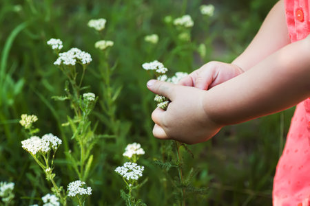 Collection of medicinal plants Achillea millefolium, yarrow or common yarrow white flowers in meadow in sunの写真素材