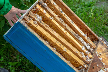 Wax moth larvae on an infected bee nest. cover of the hive is infected with a wax moth. family of bees is sick with a wax moth. Terrible wax bee frame eaten by parasites.の写真素材