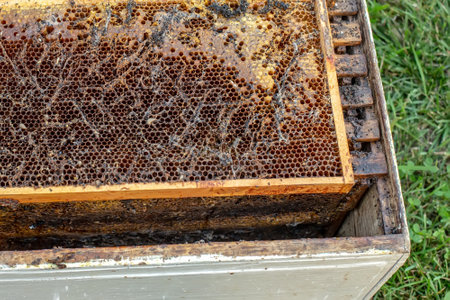 Wax moth larvae on an infected bee nest. cover of the hive is infected with a wax moth. family of bees is sick with a wax moth. Terrible wax bee frame eaten by parasites.の写真素材