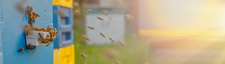 work of bees in an apiary, during the production of the best honey in a wooden hiveの写真素材