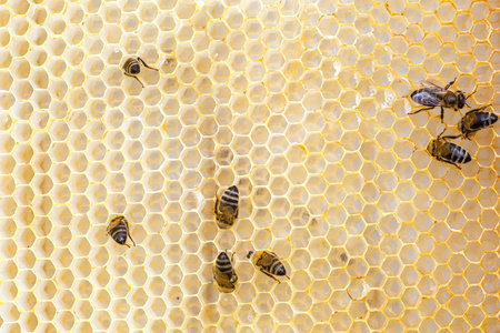Tails of honey bees that extract honey from honeycombs. natural and healthy honey collected in...