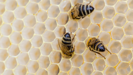 Bees collect honey from honeycombs on wooden frames. Honey is a real masterpiece of nature, which has a great taste and many beneficial properties for healthの写真素材