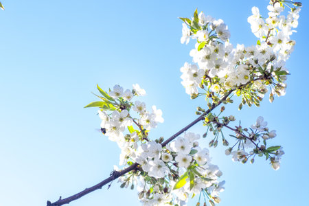 Spring come. branch of cherries with flowers, symbol of late April, early May. White delicate romantic flowers against sky. Spring backgroundの写真素材