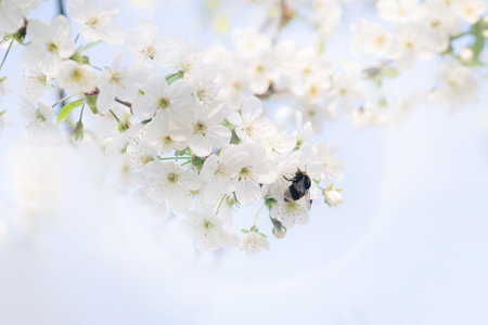 large bumblebee collects nectar from white blossoms cherry flowers. revival of nature. Spring harmonious background. Macroの写真素材