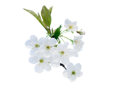 branch of cherry with white flowers in spring during flowering of gardens and collection of spring nectar. Isolated on whiteの写真素材