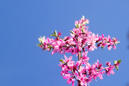 Blue sky among branches of flowering tree with peach blossoms blooming in spring. Background in style of nature, forest. Easter Day.の写真素材
