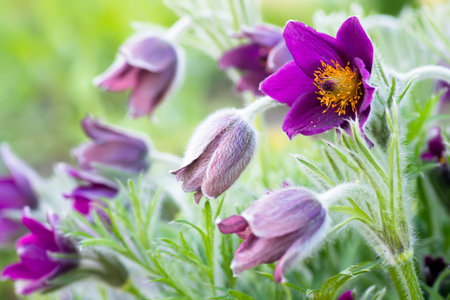 Pulsatilla patens, Eastern pasqueflower, and cutleaf anemone purple flowers covered with small hairs blooming on meadow. first spring primroses. Wild Spring Flowers Pulsatilla Patens. Copy spaceの写真素材