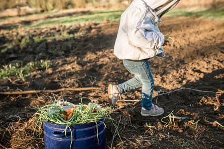 small farmer in garden before planting onions on organic vegetable beds. Growing vegetables for children without fertilizer.の写真素材