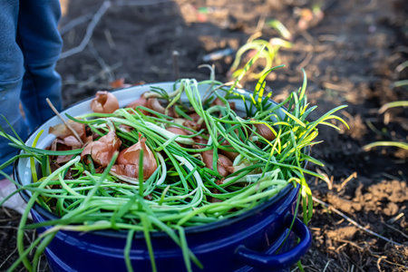 saucepan with germinated onions ready for planting in garden in spring. Growing greens on an environmentally friendly farmの写真素材