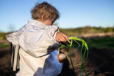 small farmer holds green onion in hands before planting in ground in organic garden bed. Leafy vegetable grown after planting onions during seasonal work in the garden.の写真素材