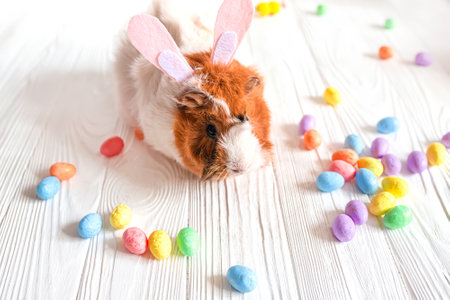 Small guinea pig among Easter eggs. Easter egg Huntの写真素材