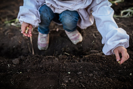 close-up child's hands sowing pea seeds in fertile earth of garden, preparing for bountiful harvestの写真素材