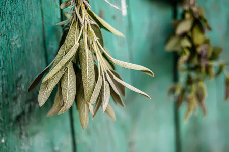 Lemon balm, Melissa officinalis, balm, common balm, or balm mint. Salvia officinalis, common sage, just sage, Mentha suaveolens, apple mint, pineapple mint, woolly mint or round-leafed mint dried by grasshopper. Preparation of medicinal herbs for the preparation of elixirs for alternative medicine.の写真素材