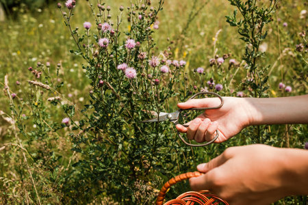 Herbalists hand with vintage scissors collects grass for abundant clinically useful drugs Canadian thistle, lettuce from hell thistle, California thistle, corn thistle, cursed thistle, field thistle, green thistleの写真素材