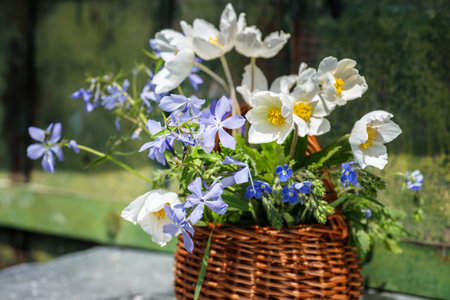 Beautiful composition with bouquet with Anemonoides nemorosa, European thimbleweed, Whetzel weedの写真素材