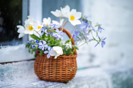 windflower , wild blue phlox in a basket on white window sill near windowの写真素材