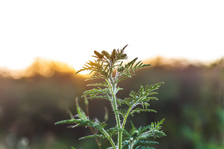 Blooming Ambrosia artemisiifolia is a dangerous allergenic plant in the meadow among summer grasses....