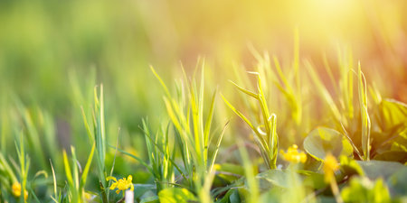 Fresh Young green grass on a summer meadow. Yellow flowers among grass sunshine. Summer natural background. Copy space.の写真素材