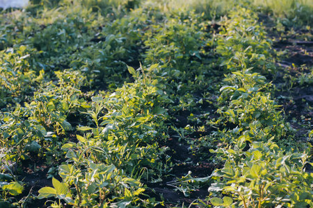 Unprocessed, unocidished, weed and grass covered potatoes plant. Young potato Growing in vegetable...