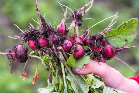 bunch of radishes in hand against background of beds. Harvest red muddy radish in pieces of earth....