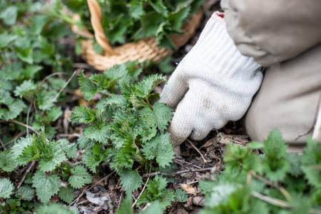 Hand in glove torger Nettle bush in wicker basket. Collection of first spring young environmentally friendly place nettles for vitamin salad. Medicinal herbs for alternative medicine.の写真素材