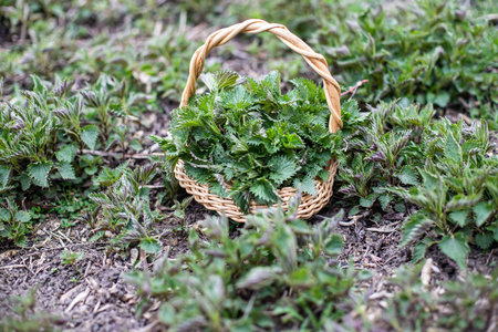Nettle bush among growing young spring. Collection of first spring young environmentally friendly...