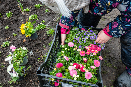 girl learns to work in her garden surrounded by pink daisies and flowers.の写真素材