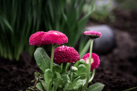 Bellis perennis, daisy, common daisy, lawn daisy or English daisy with pink lush flowers on the krumba in spring.の写真素材