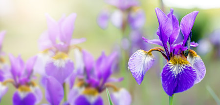 stunning floral arrangement of bearded irises in a multicolored mix of purple, blue, and yellow huesの写真素材