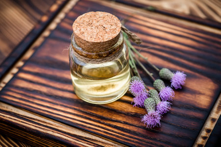 Canadian thistle, lettuce from hell thistle, California thistle, corn thistle, cursed thistle, field thistle, green thistle Elixir and essential oil for use in alternative medicine and cosmetologyの写真素材