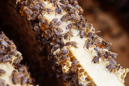 busy bees crawling over honeycomb frame, each cell brimming with sweet nectar of their labor.